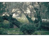 Olive trees in garden of Gethsemane